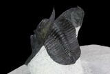 Scotoharpes Trilobite - Boudib, Morocco #125087-5